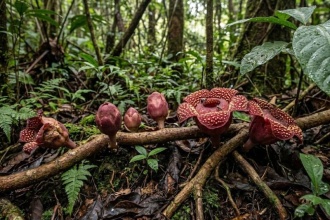 Hoa kỹ sinh (Địa nhãn Himalaya) – Mảnh ghép độc đáo trong bức tranh đa dạng sinh học tại Phong Nha - Kẻ Bàng